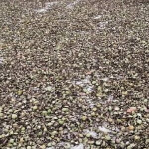 herkes icini yiyip disini atiyor ama asil vitamini kabugunda faydasini duyan mutfaga kosup copu karistiracak 9dxeqmnu