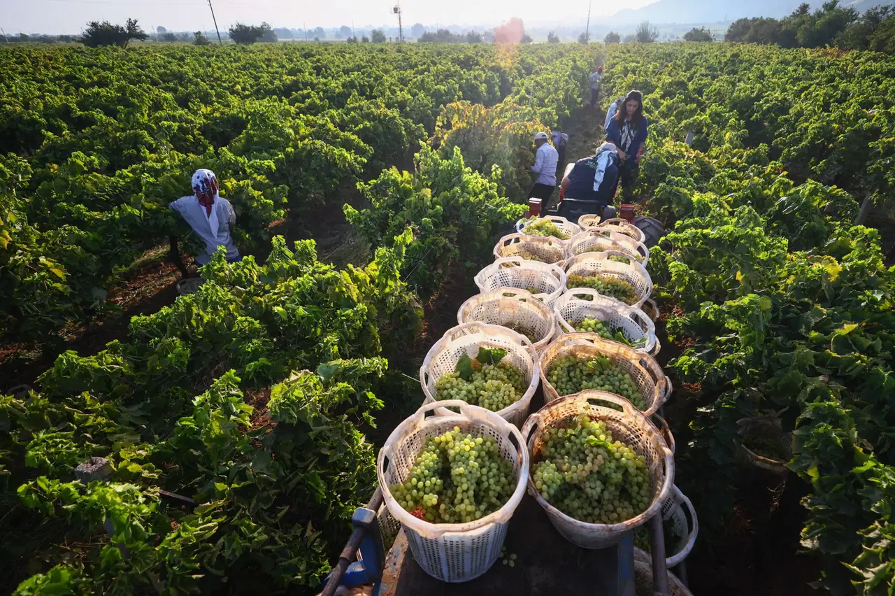 arapgirin meshur kohne uzumune don vurdu rekolte dibe vurdu IdTxlvet