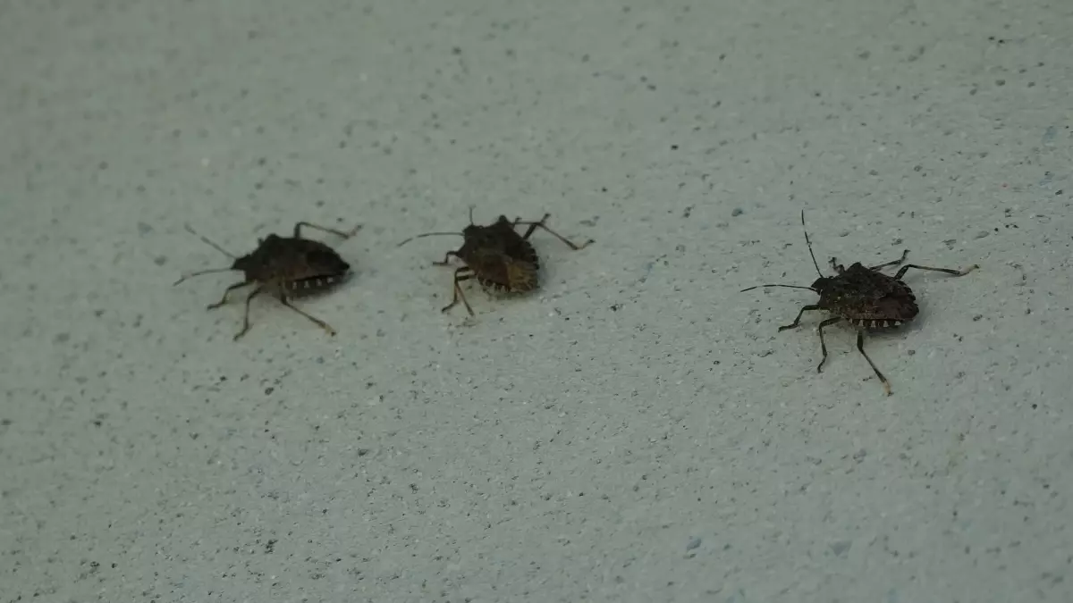 kahverengi kokarca uyarisi cilde temas edilmemeli vmup9GLM.jpg