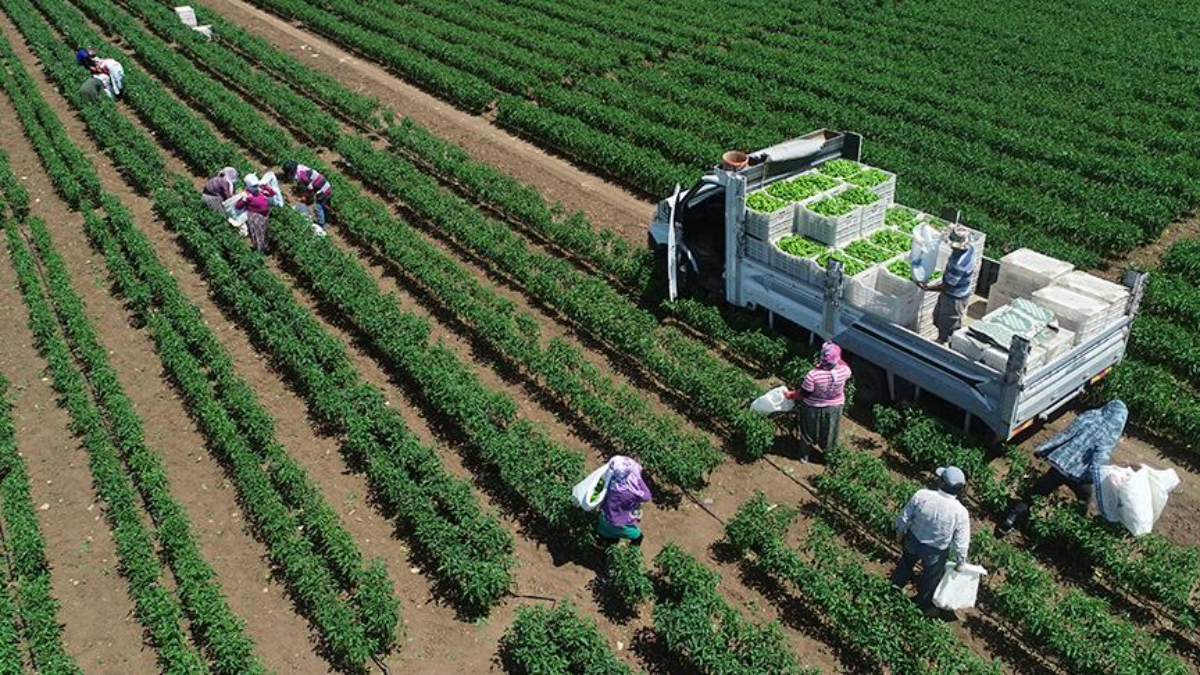 tarimsal uretimde rekor turkiye dunyada 7 avrupada 1inci siraya yerlesti 11C3rl91.jpg